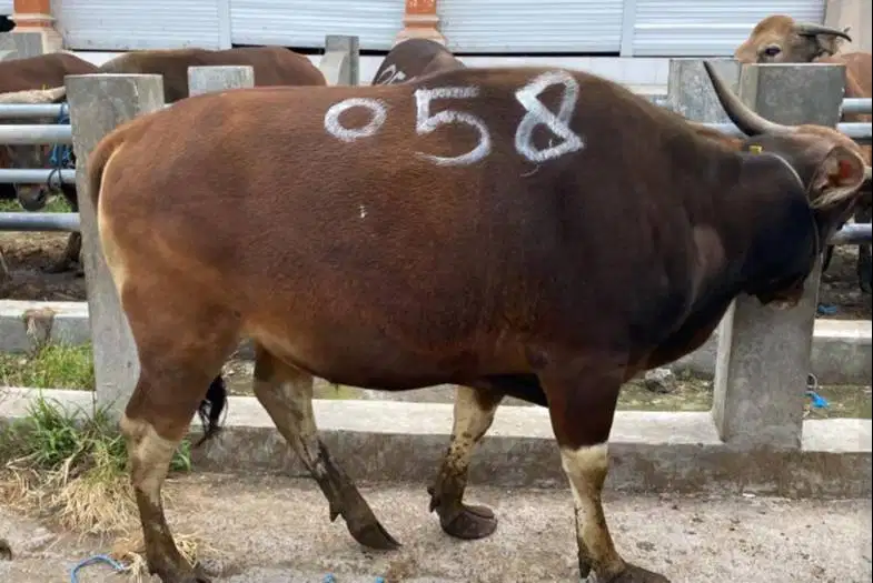 sapi bali 350kiloan timbang kiloan siap hewan kurban murmer 2026 puas