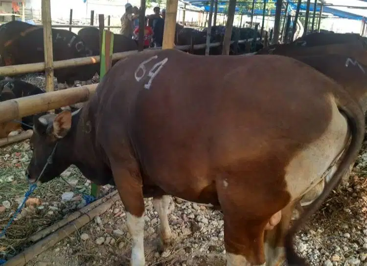 sapi bali 350kiloan timbang kiloan siap hewan kurban murmer 2026 puas