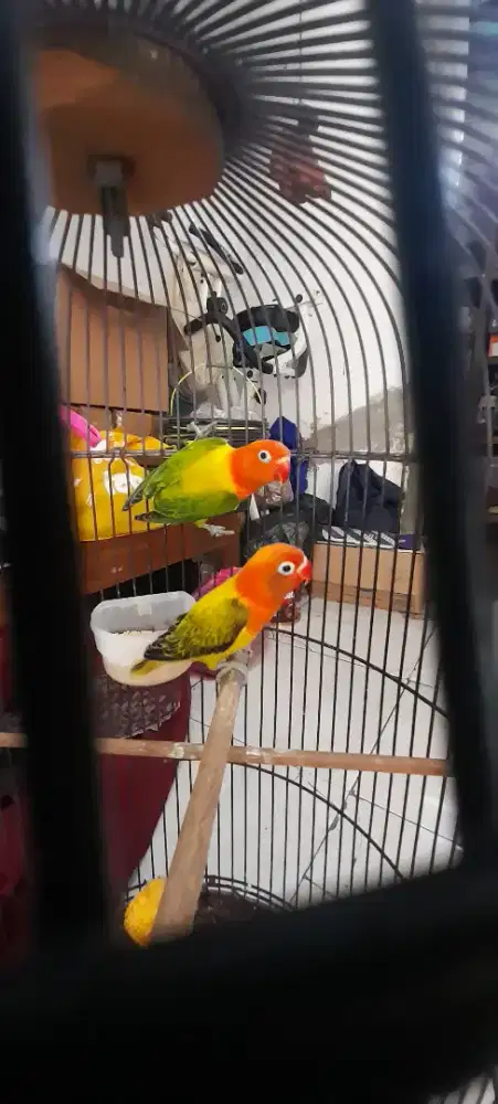 Lovebird euwing gold dan green