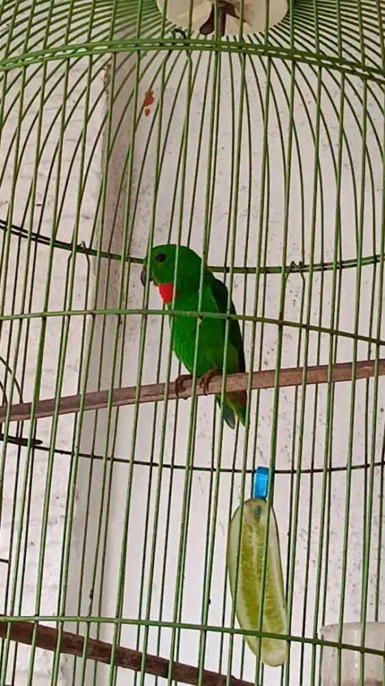 Burung masteran murai