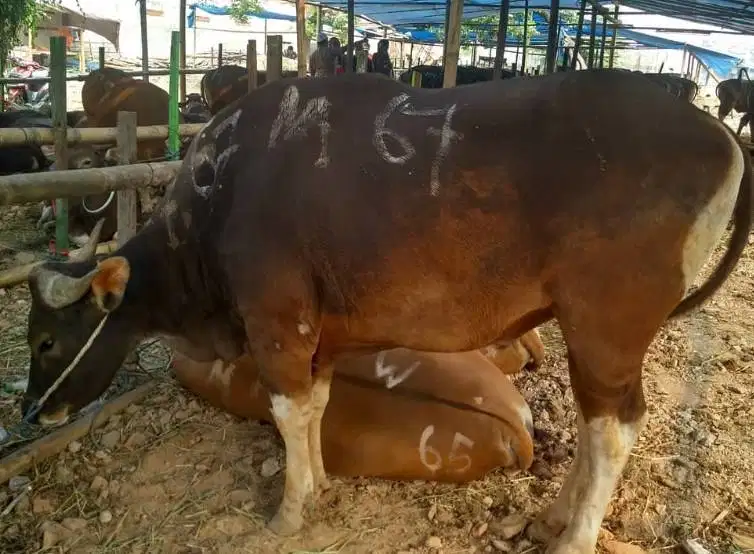 sapi bali 350kiloan siap sapi kurban murmer 2026 rawatan kandang puas