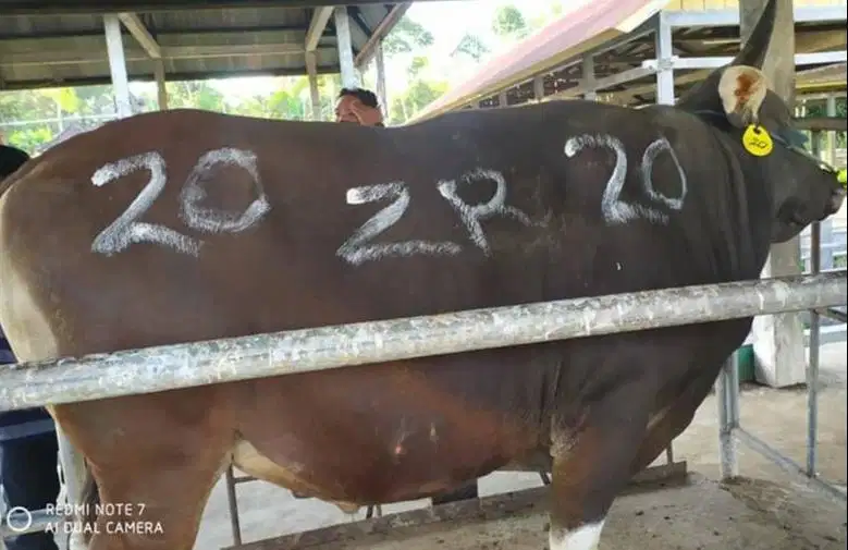 sapi bali 350kiloan siap sapi kurban murmer 2026 rawatan kandang puas