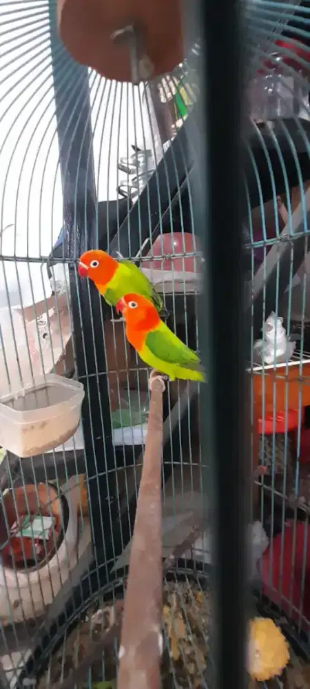 Lovebird biola ijo sayur