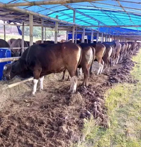 sapi bali 350kiloan layak hewan kurban 2026 murmer ekonomisan rawatan