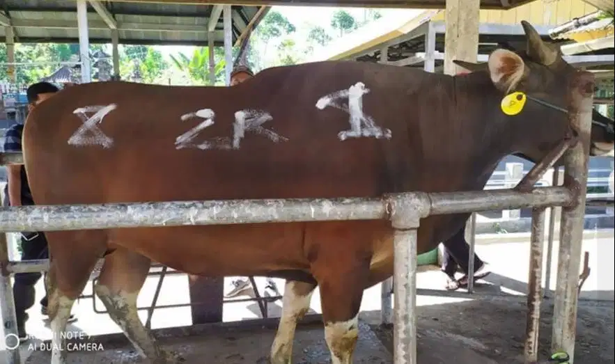 sapi bali 350kiloan layak hewan kurban 2026 murmer ekonomisan rawatan