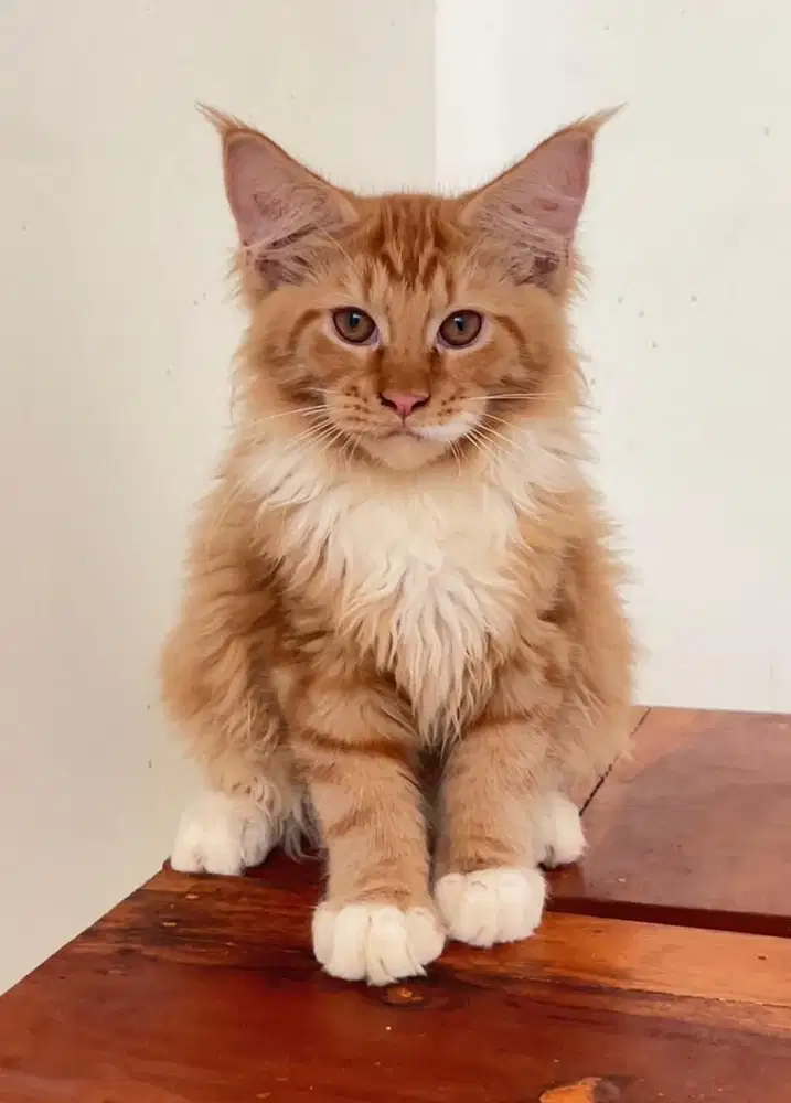 Kitten Mainecoon jantan