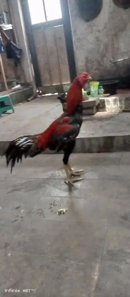 bangkok muda prospek