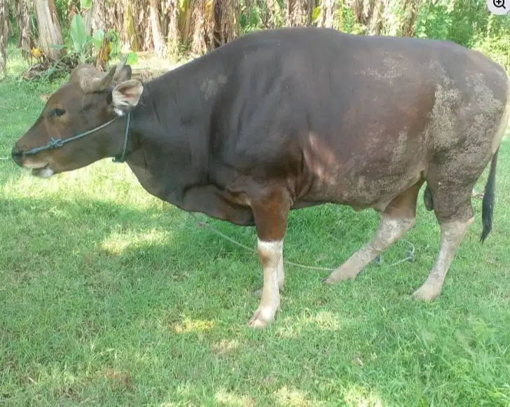 sapi bali 350kiloan timbang kiloan siap hewan qurban 2026 ekonomisan