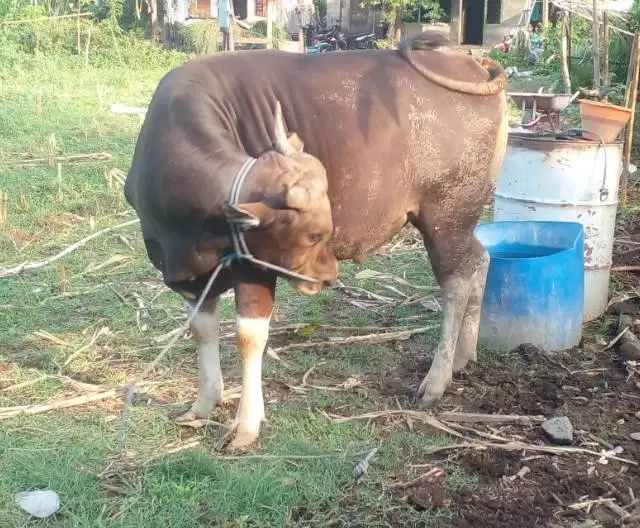 sapi bali 350kiloan timbang kiloan siap hewan qurban 2026 ekonomisan