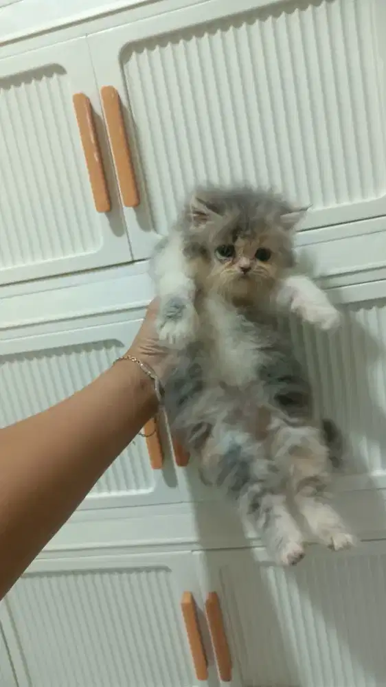 KUCING BETINA LONGHAIR