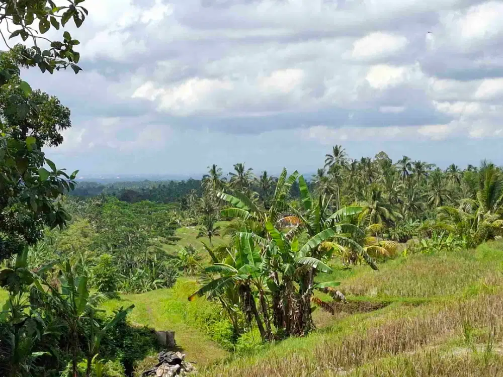 tanah kebun dan sawah view gunung dan laut kontur datar dan landai