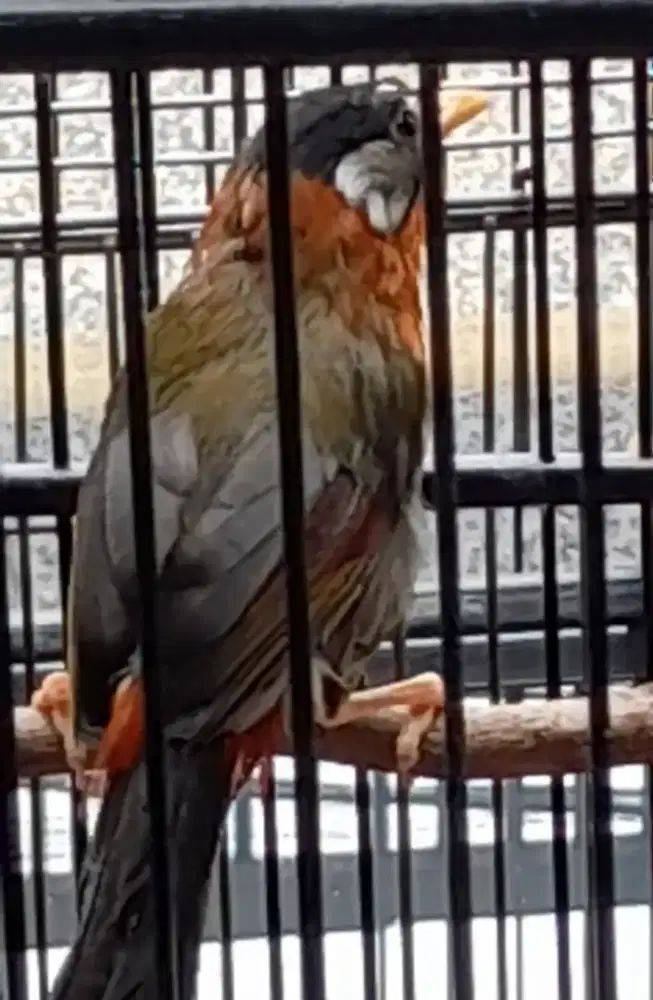 Pancawarna jantan full set