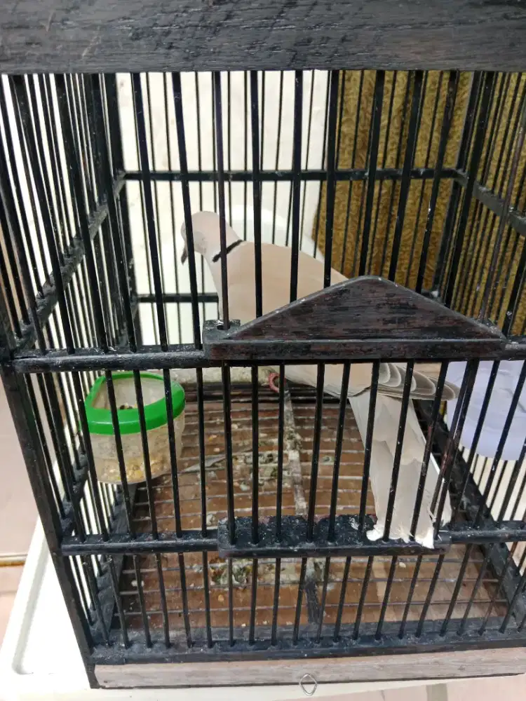 Burung puter ganteng , bisa nego