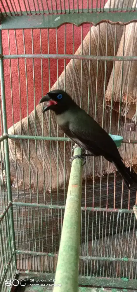 jual burung murai papua jantan bunyi udh makan pur total