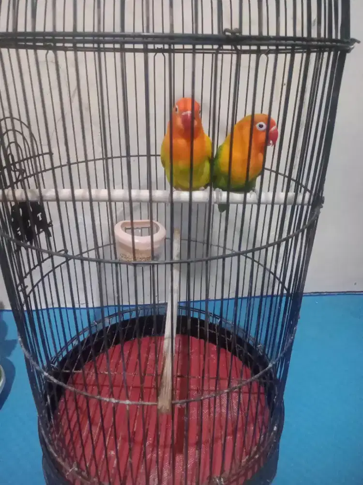 Jual burung lovebert sepasang froduksi