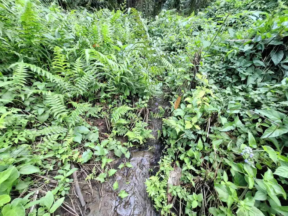 tanah kebun berisi sumber mata air dengan view sawah