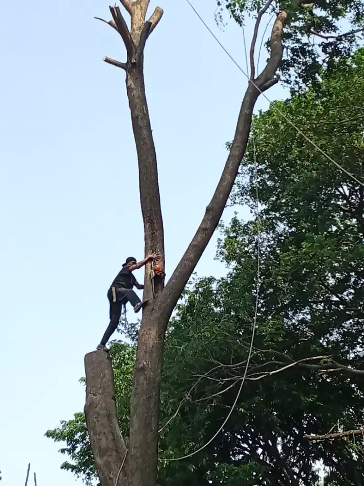 Tebang pohon dan babat rumput