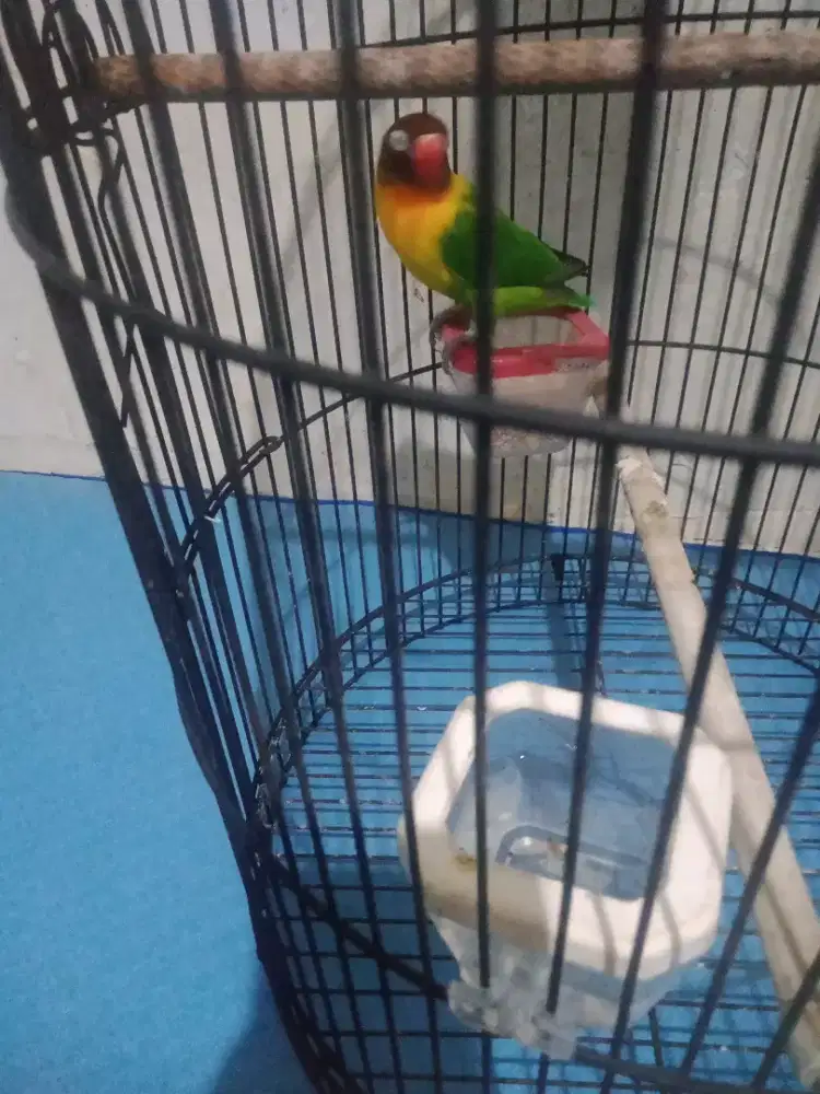 Jual lovebert jantan dewasa burja