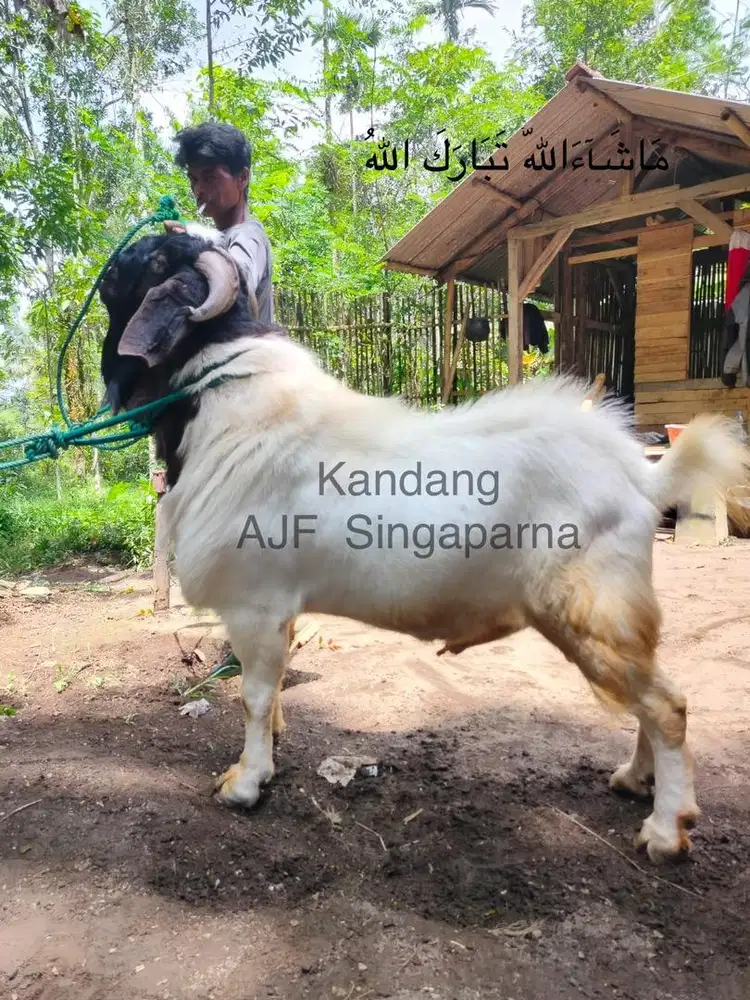 JUAL KAMBING KURBAN