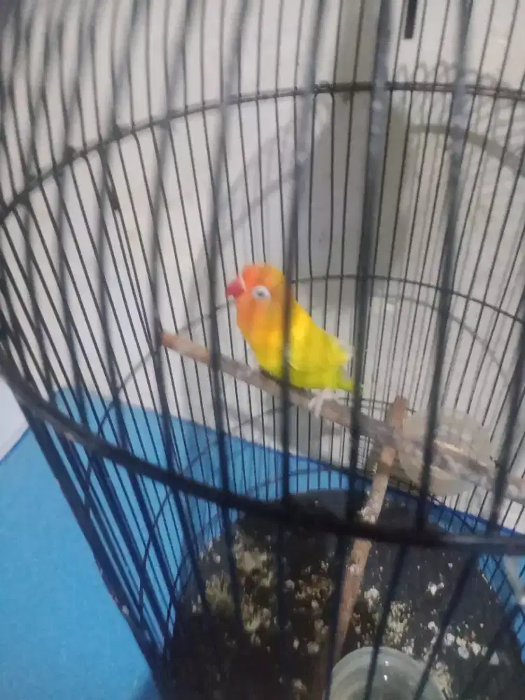 Jual lovebert betina dewasa burja aktif