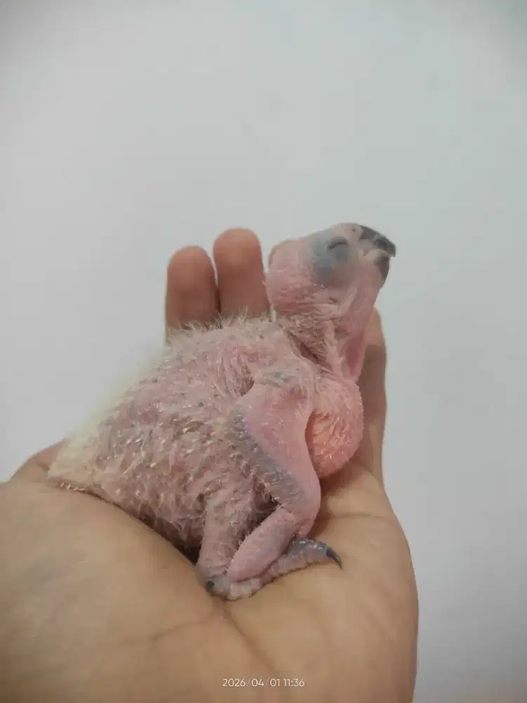 Anakan burung sunconure bukan lovebird /parkit Australia