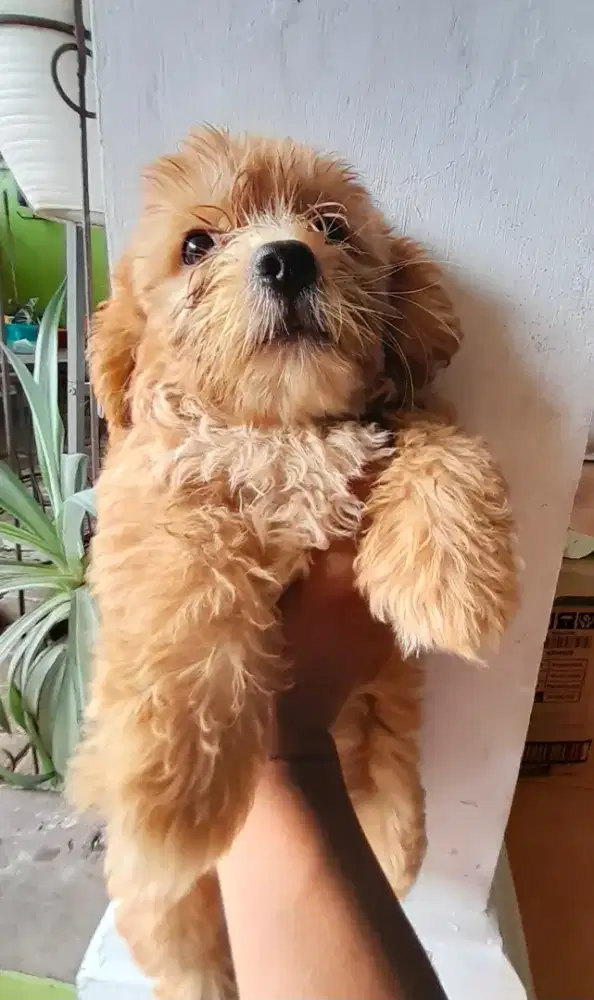 Anak anjing Poodle mix Shihtzu