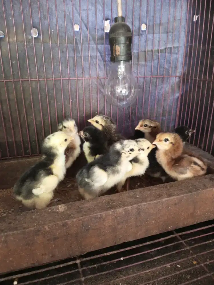 ayam anakan bangkok mangon