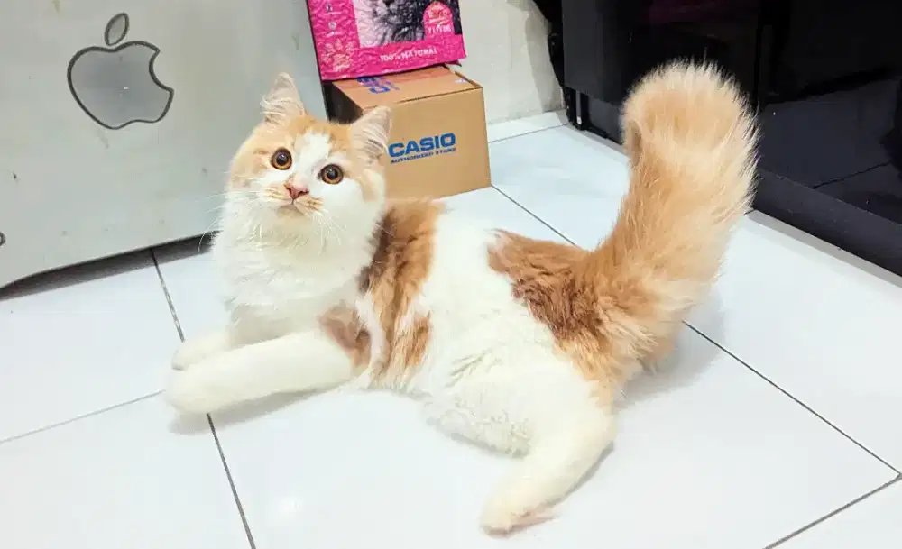 Kucing Persia Jantan