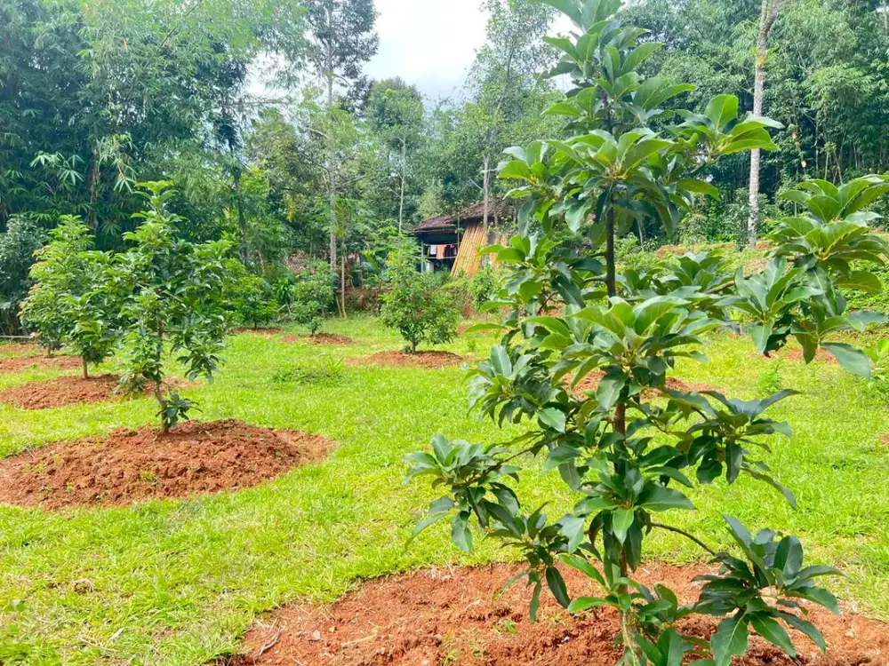 Kebun Durian 1070m2 Subur Kerjo Karanganyar Utara