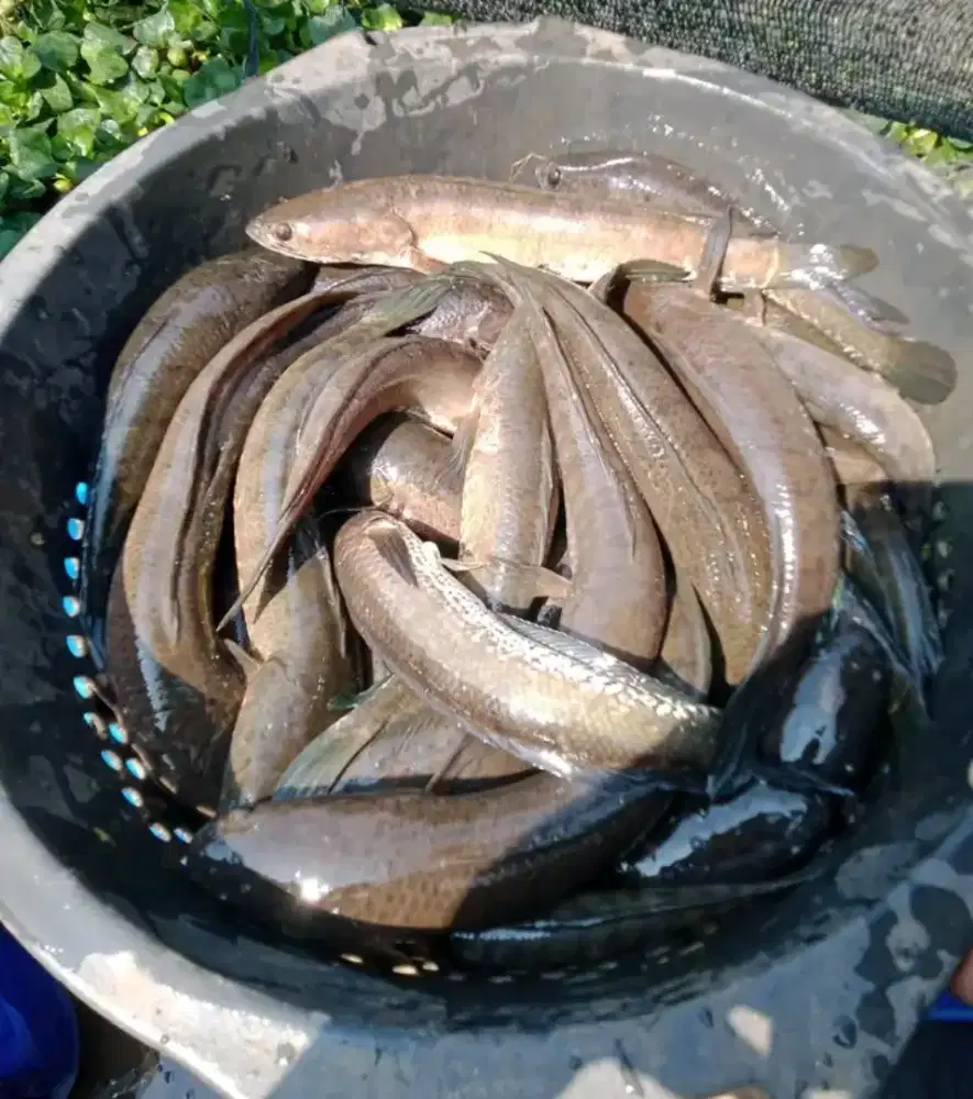 Sedia ikan gabus segar hasil alam