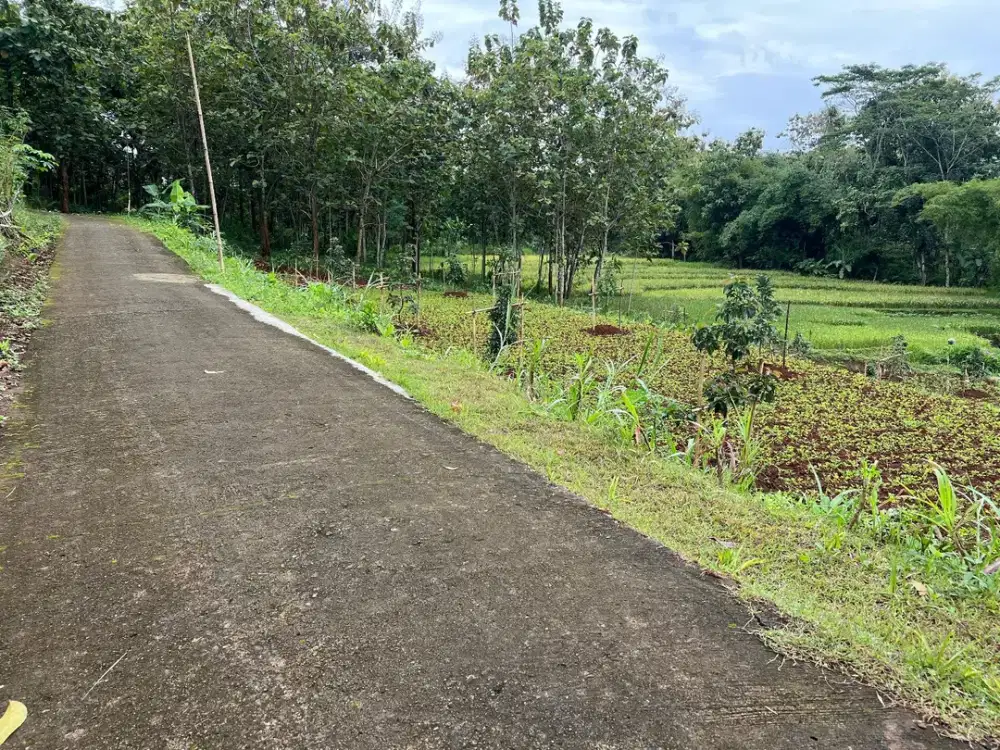 Kebun Alpukat Subur 1110m2 225Jt Karanganyar Utara