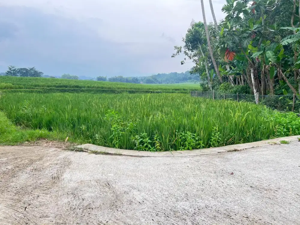 Tanah Subur 424m2 150 Jt Mojogedang Karanganyar