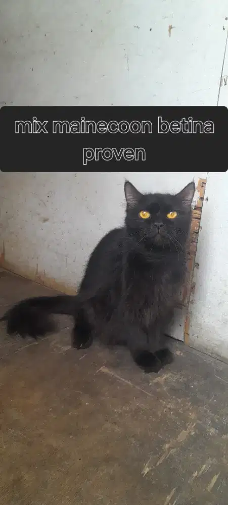 Mix mainecoon betina proven