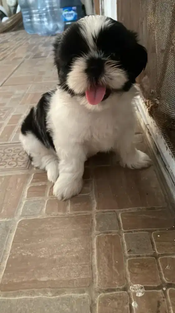 Puppy shih tzu for sale
