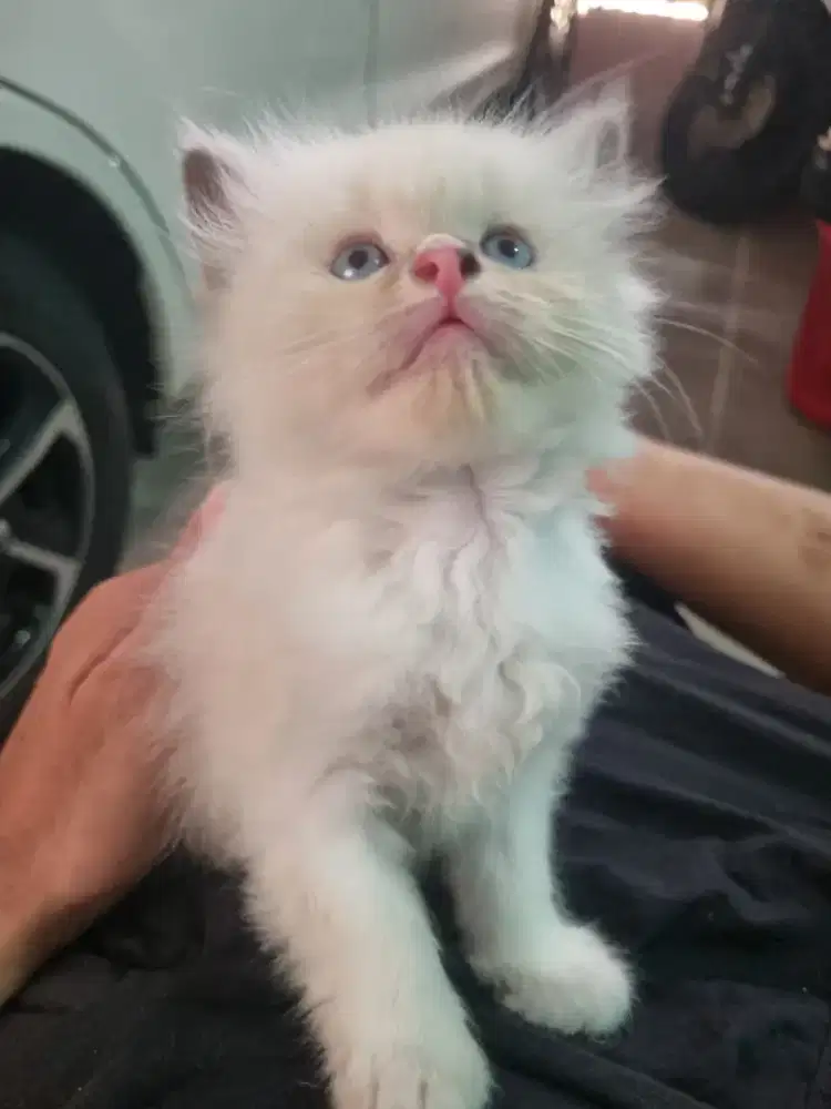kucing kitten ragdoll jantan