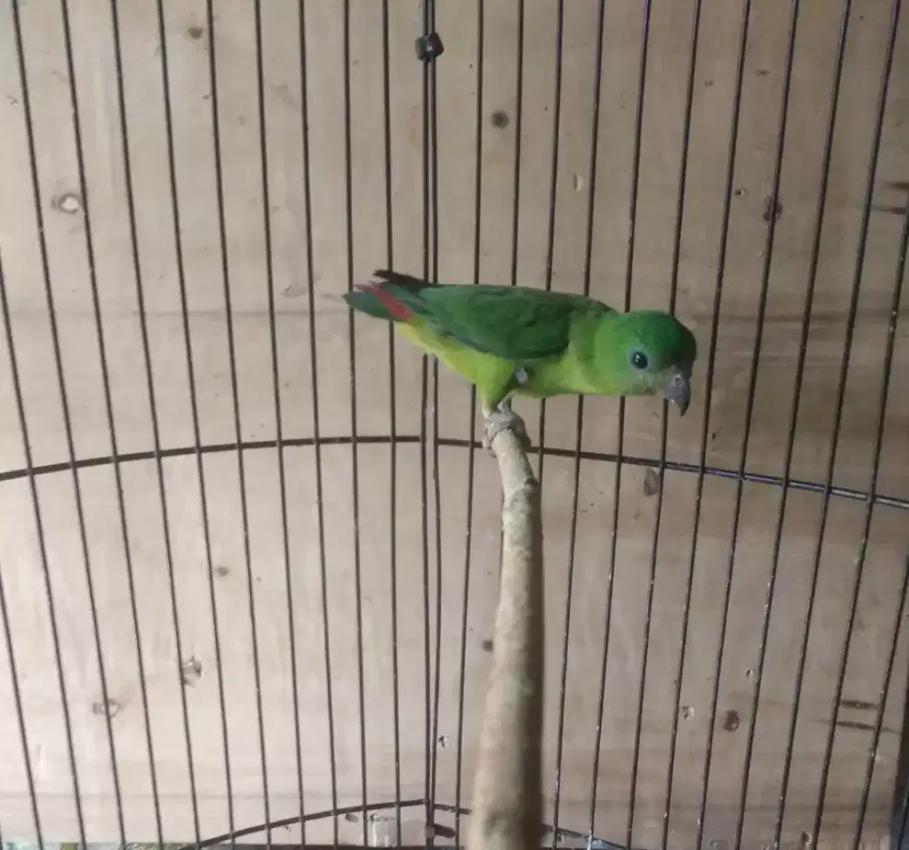 Burung serindit trotol jantan