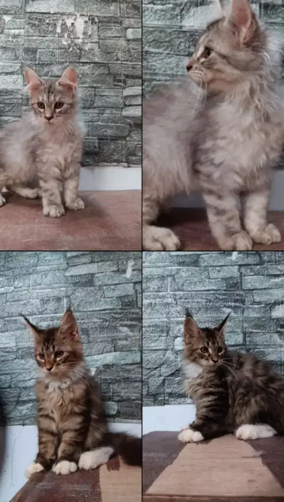 Mainecoon kittten