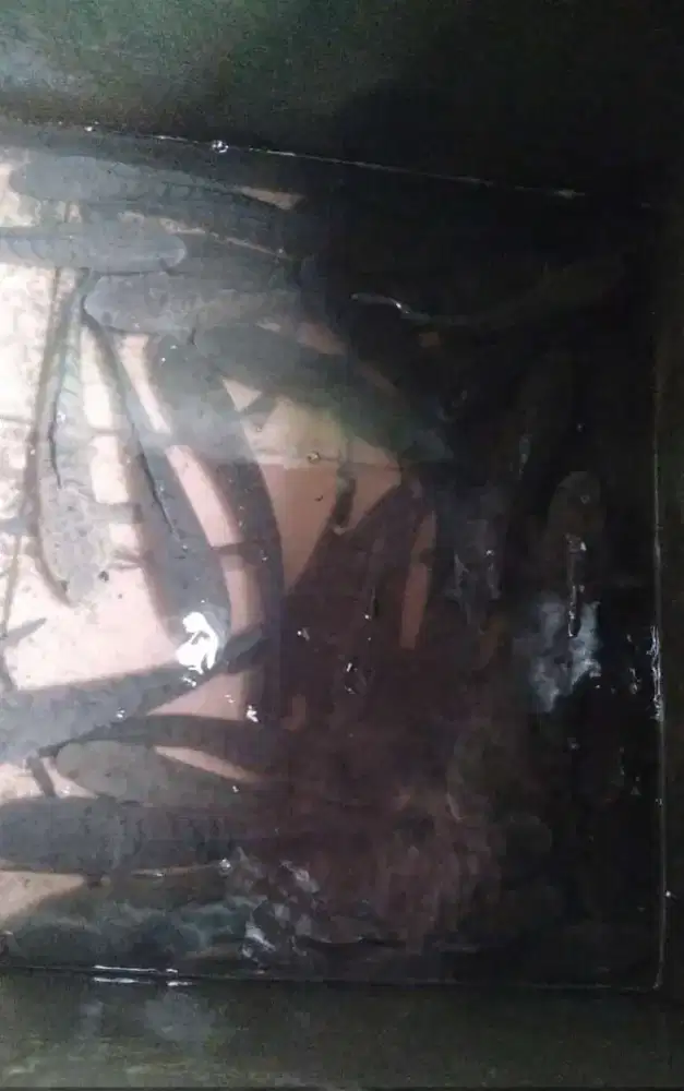 Gabus konsumsi bahan hidangan (kondisi fresh)