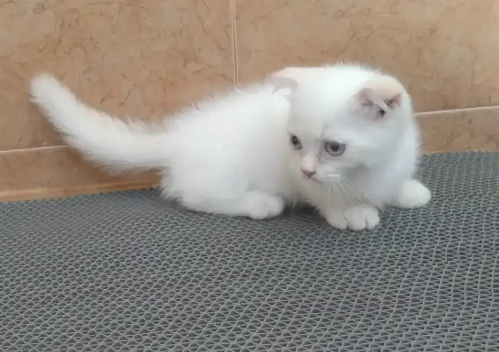 Munchkin gaelic fold jantan