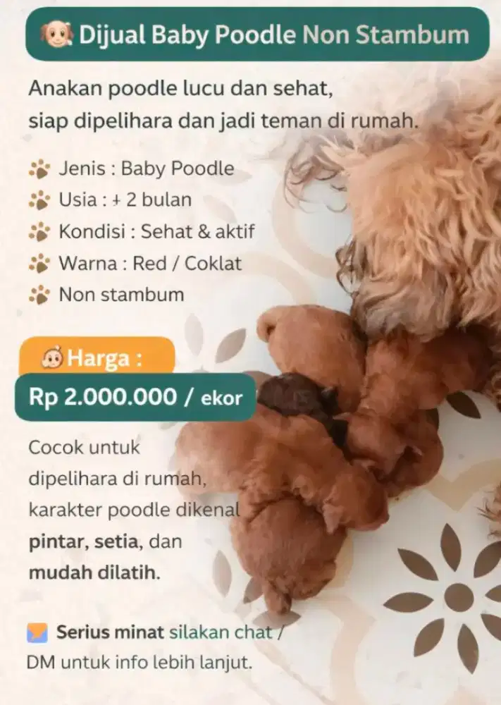 Dijual doggy sitpo