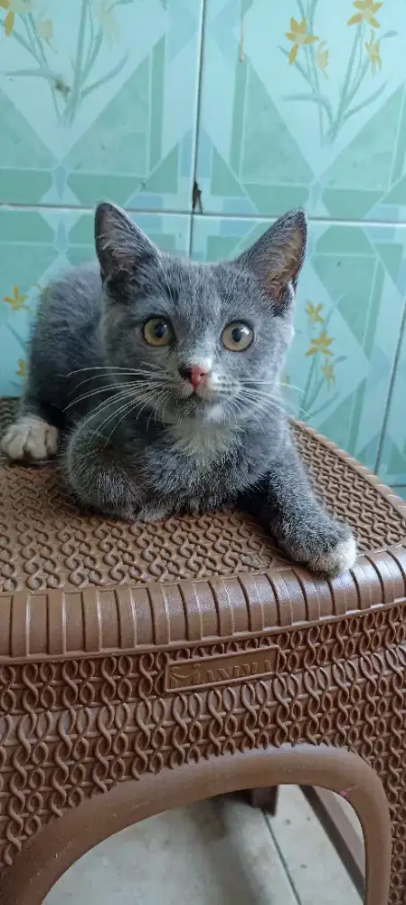 Kucing mix BSH betina bico waru