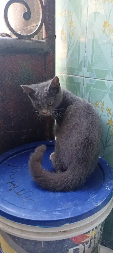 Kucing mix BSH betina bico waru