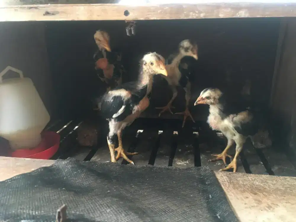 Borongan anakan pakoy drumband