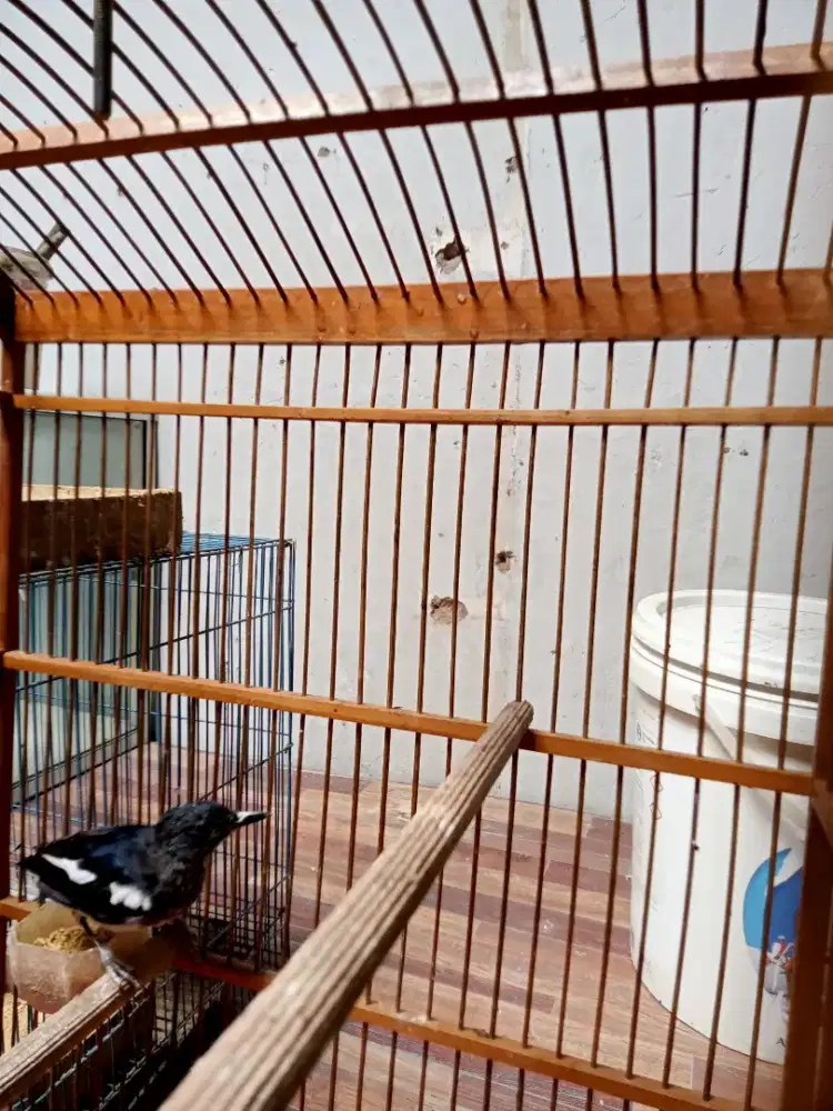 Burung Kacer trotol j