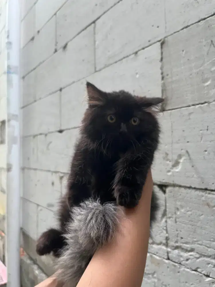 Kitten/Persia/Kitten Persia/Flatnose/Medium/Peaknose