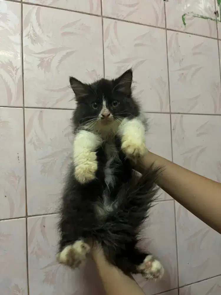 Kitten Persia Medium/Kitten/Persia/Medium/Flatnose/Peaknose/Persia