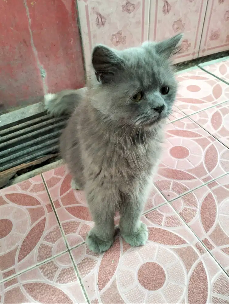 DIJUAL / OPEN ADOPT – SEPASANG PERSIA