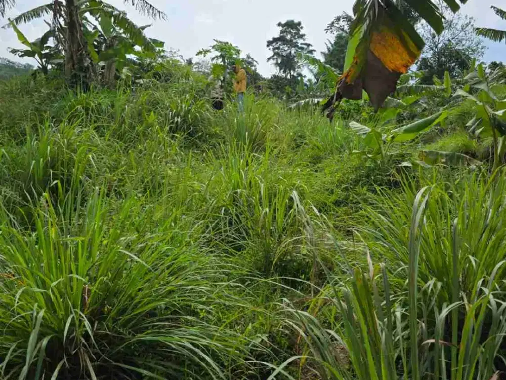 disewakan +/_ 5 Ha Lahan kebun/pertanian di desa Sukamakmur Kec. Sukamakmur Kab. Bogor Jabar