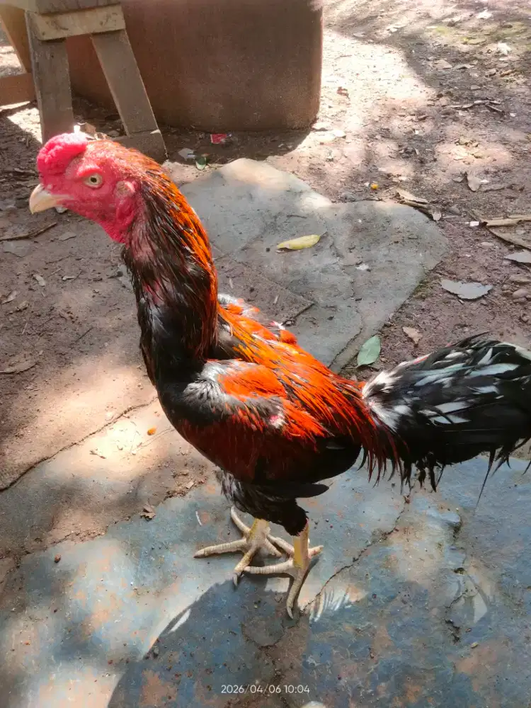 Ayam bangkok Muda No minus Ukuran 4
