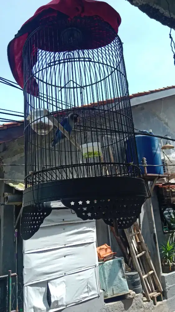 Love bird biru sehat